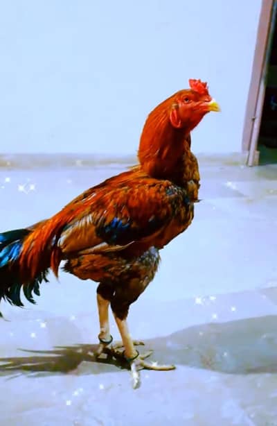 pure jageeri aseel bird best for breed