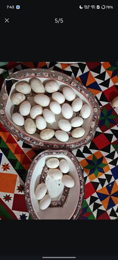small ducks eggs available