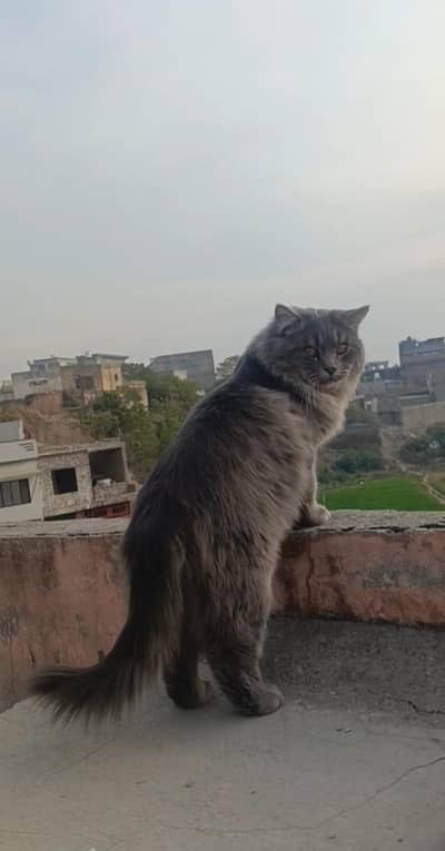 Person male cat for sale