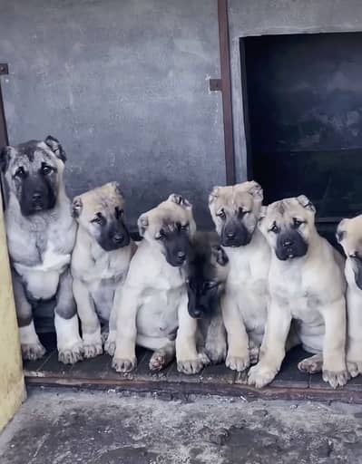 Turkish kangal 03234696626