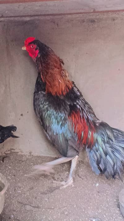 Marshall is a good quality