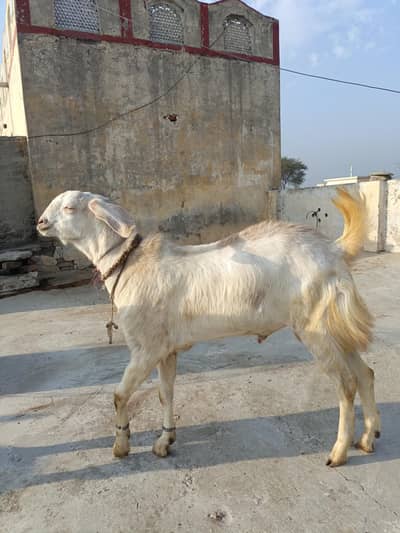 qurbani bakra for sale