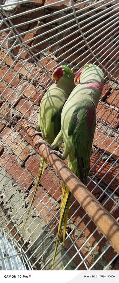 Raw talking parrot with cage