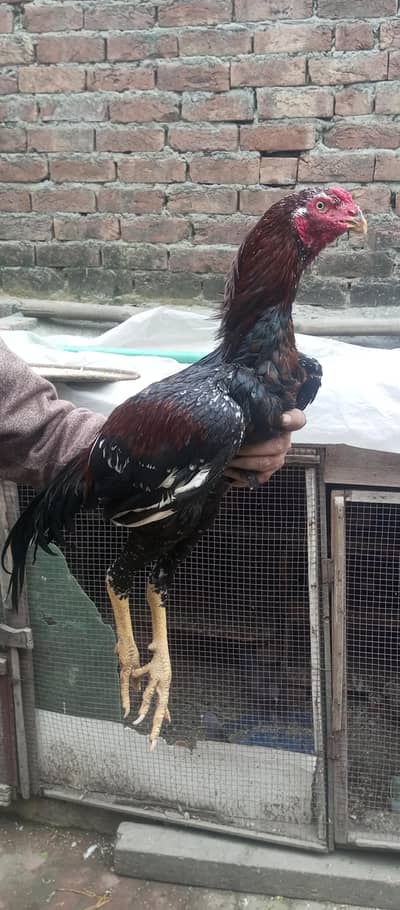 2 young pure aseel quality males