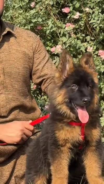 German Shepherd male pappy for sale
