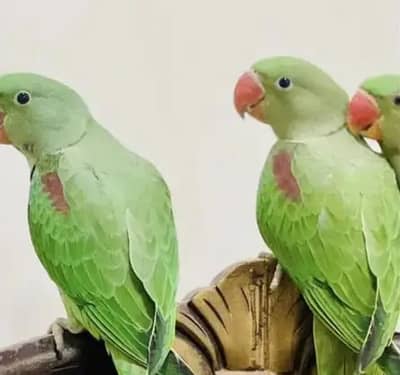 Kashmiri Raw Parrot for Urgent sale 0307*95*35*892 My WhatsApp number