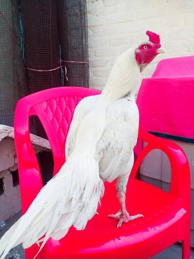 aseel miyawali heera