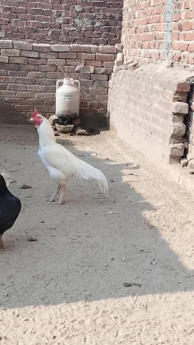 white Heera breeder male for sale mazboot ghand jor