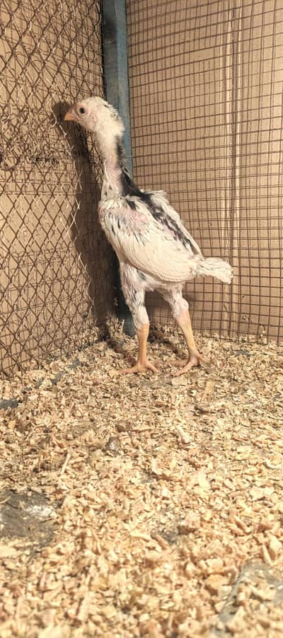 White Black king O Shamo Chicks