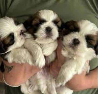 Shih Tzu Puppies Available – Male & Female