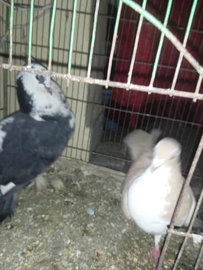 lacka and sherazi  pair for sale