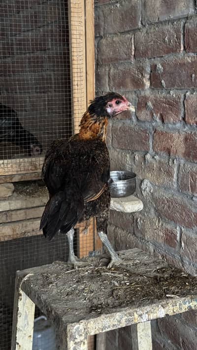 Aseel Thai Trat pakoye female