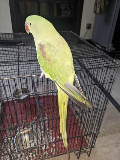 raw parrot for sale