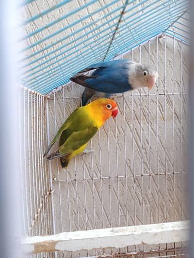 Breeder Pair With Cage For Sale