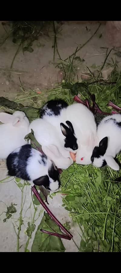 bachy one 1000 male or female bhary 4000 ki jori