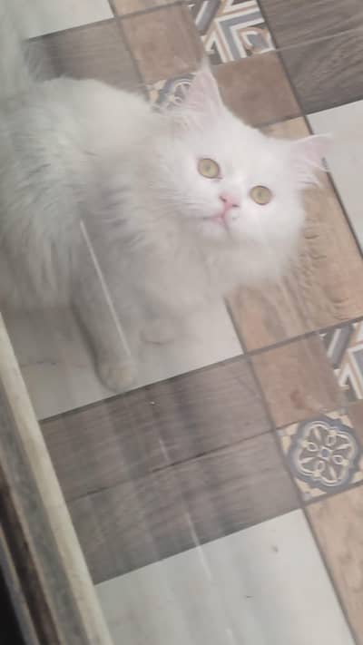 triple coated male cat pure white