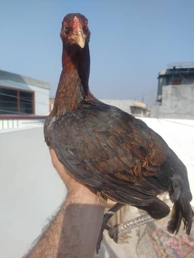 Aseel Hens 2 Sale Exchange