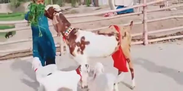 3 Bacchon Ka Sath Desi Bakri For Sale _ +03291198926