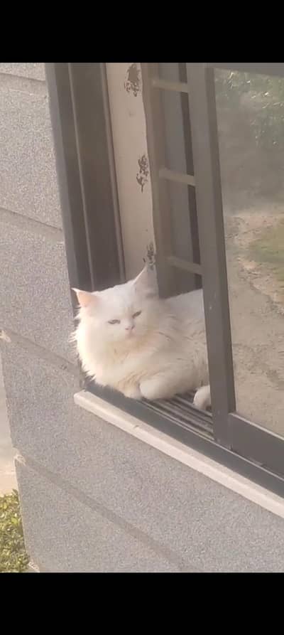 triple coated male cat green yellow eyes