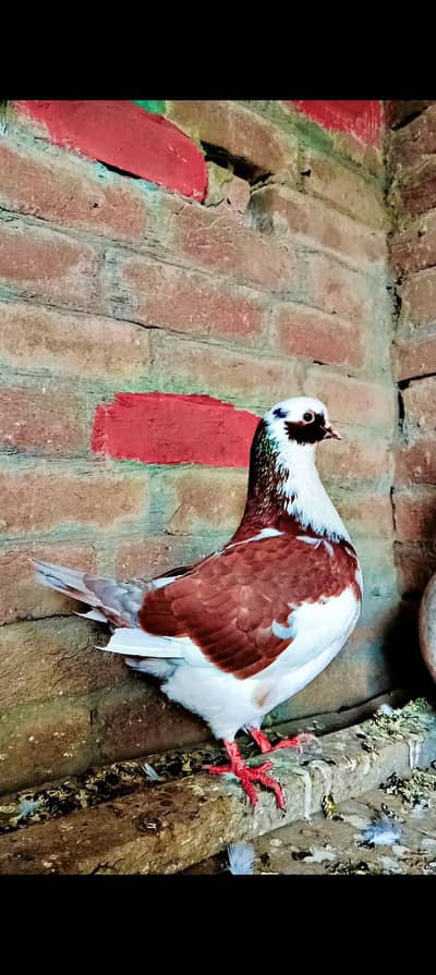 King Peigen Breeder pair available Contact on WhatsApp 03424626147