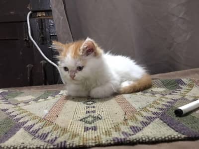 persian kitten