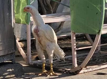 Parrot big murga age 3 month for sale only WhatsApp number 03268750738