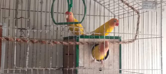 yellow latino red eye and Green fisher