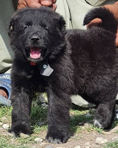 bakharwal | bakharwal puppies | bakharwal dog | security dog