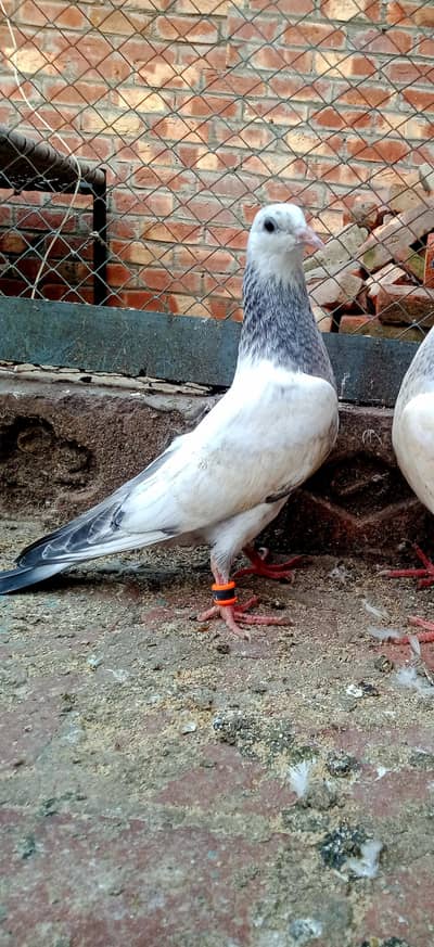 NELDUMA BCHA FOR SALE