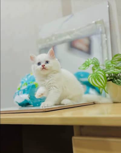 Persian cat 2 month age My WhatsApp number 0301=35.64. 795for sale