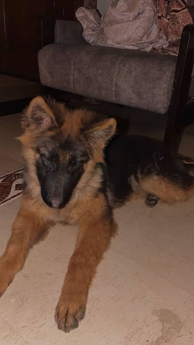 GSD long coat black mask .