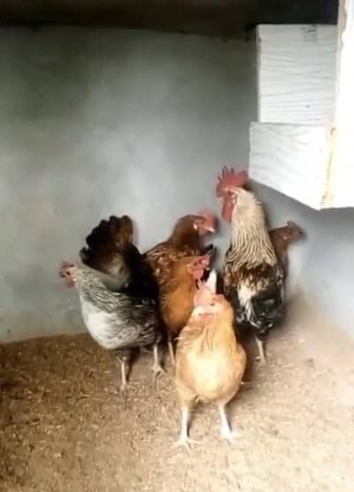 Andy wali desi misri murgi