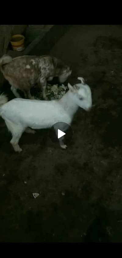 Barbari ha pure Ha dono home breed ha