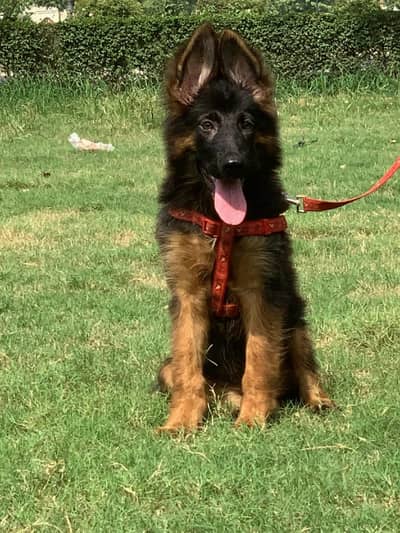 German Shepherd |long coat | Shepherd |puppies pair | Gsd dog