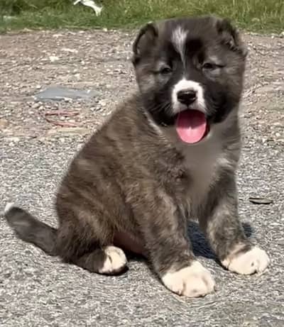 Caucasian Shepherd | Shepherd | Caucasian Shepherd puppies for sale