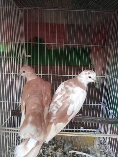 Dove Breeder pair