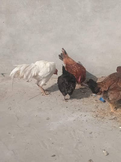 aseel setup sale contect  03212989467