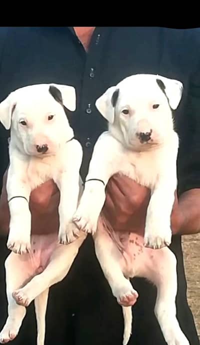 paver gultair Male and female for sale available