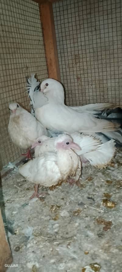 lucky pigeon for sale