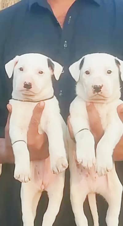 paver gultair Male female for sale available