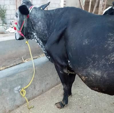 Friesian/cholistani cross/گائے/desi cow/milking cow