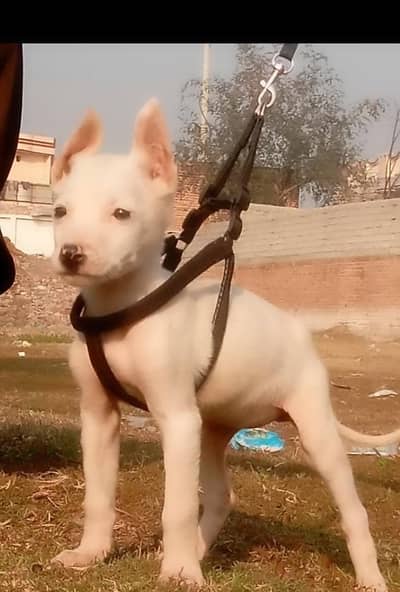 paver Kuwaiti gultair female for sale available