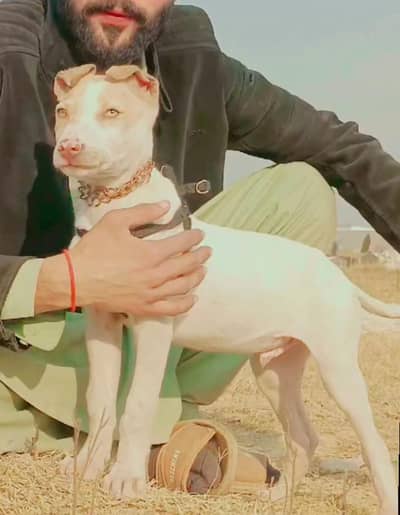 kanth gultair Male available for sale age 2.5 month old