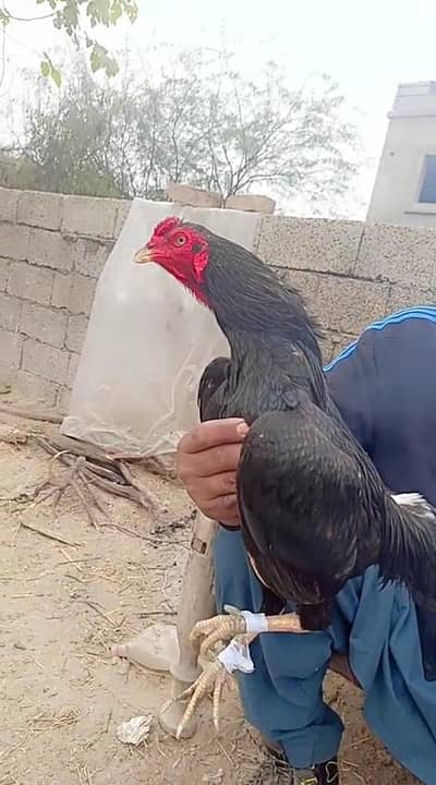 aseel lassani pair for sale