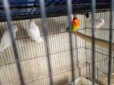 albino red eye & creamino