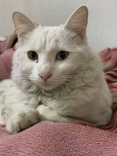 Persian Double Coated Odd eyes Cat