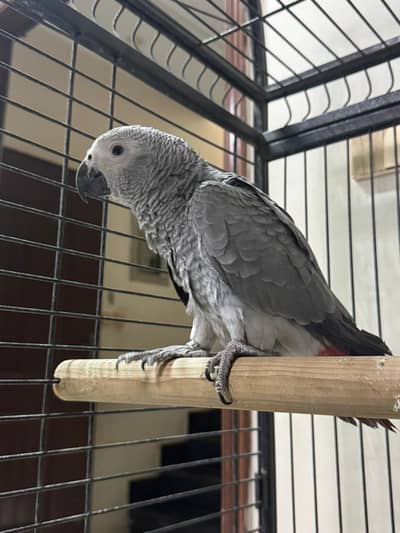 African grey parrot