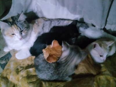 Persian cat for sell with 5 baby's