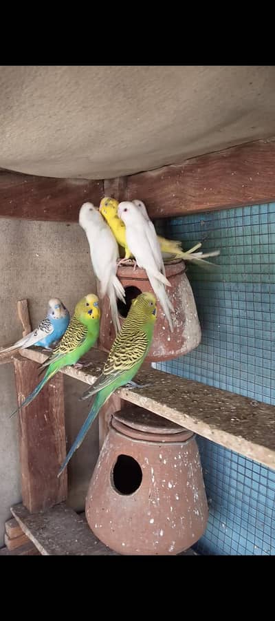 5 Breeder pair With Chikes eggs