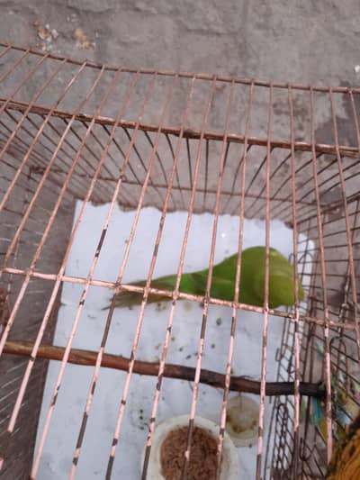 healthy green parrot